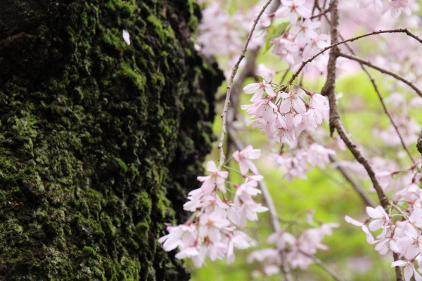 6474-15.4.7一重紅枝垂れ桜　左幹右花房.jpg